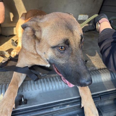 Cinnamon, Adoptable, Young Female Mixed Breed.