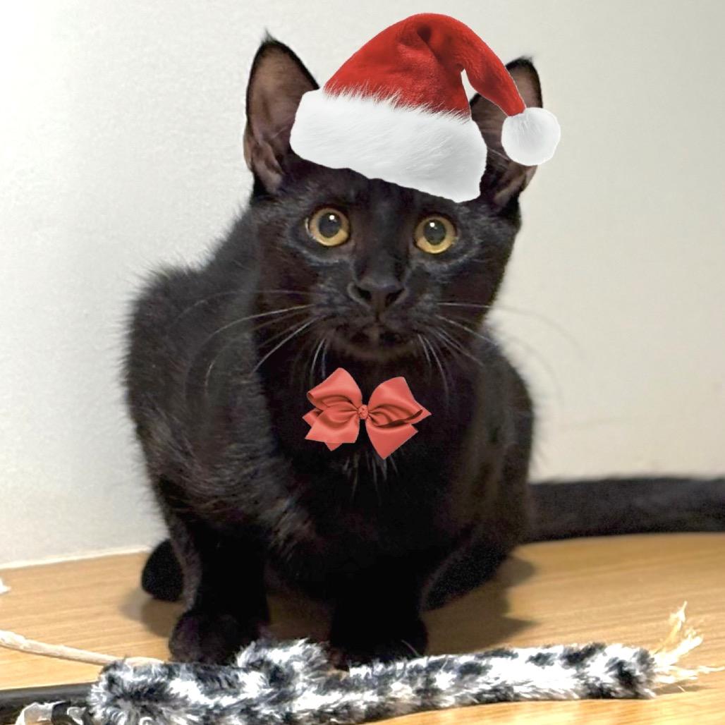 Enlarge Juanita, a Adoptable Domestic Short Hair in Sarasota, FL image 1/5