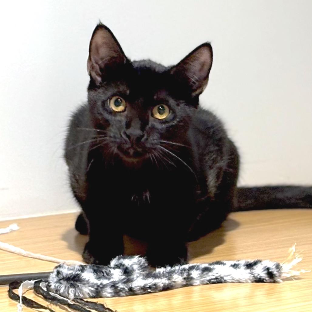 Enlarge Juanita, a Adoptable Domestic Short Hair in Sarasota, FL image 2/5