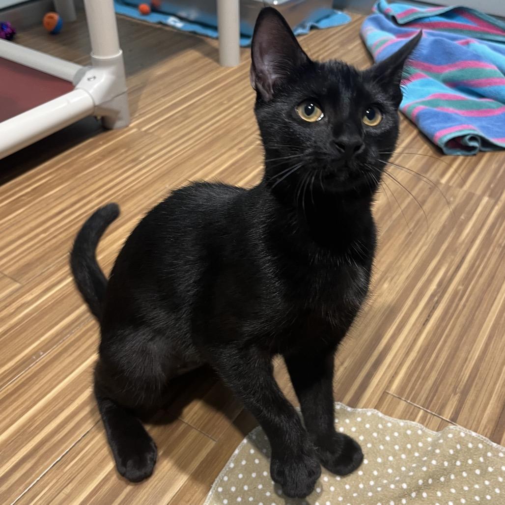 Enlarge Juanita, a Adoptable Domestic Short Hair in Sarasota, FL image 3/5