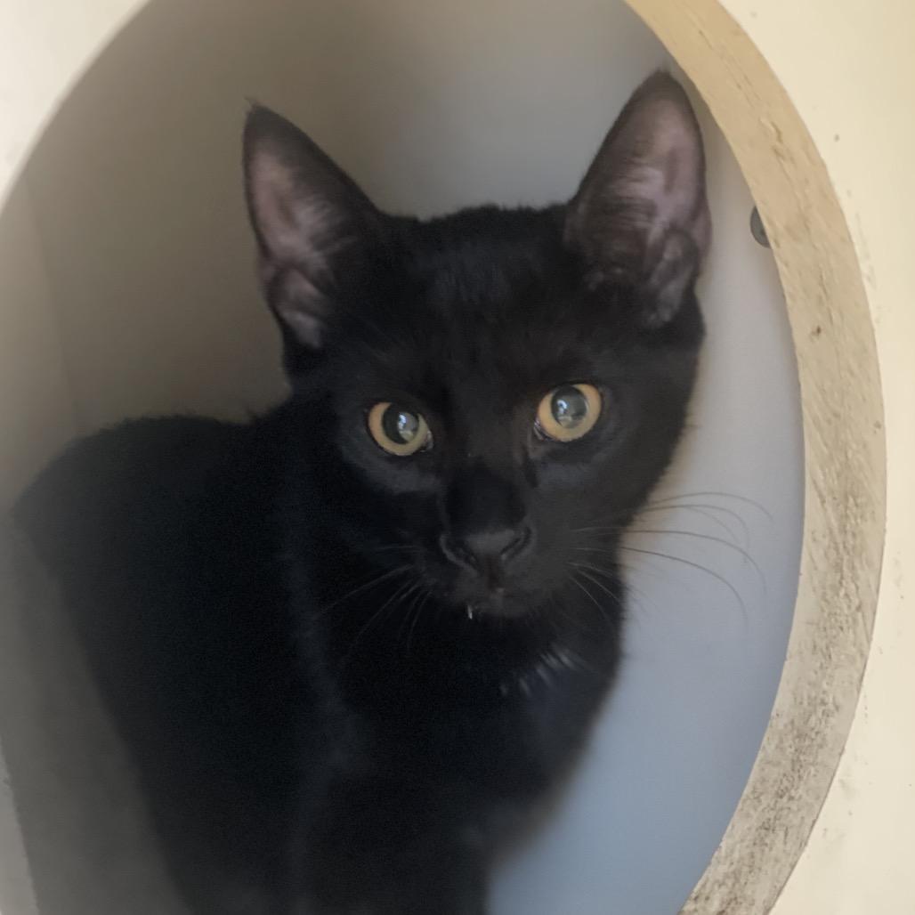 Enlarge Juanita, a Adoptable Domestic Short Hair in Sarasota, FL image 4/5