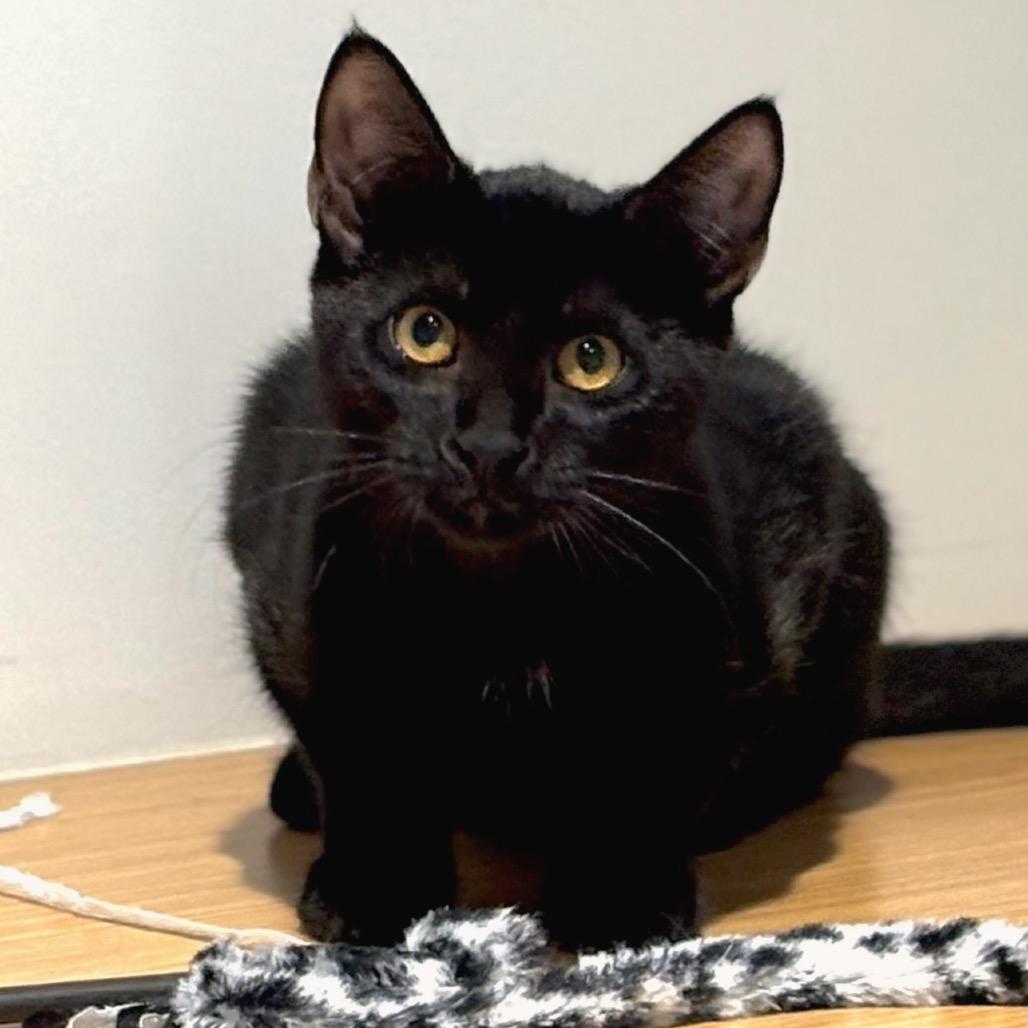 Enlarge Juanita, a Adoptable Domestic Short Hair in Sarasota, FL image 5/5