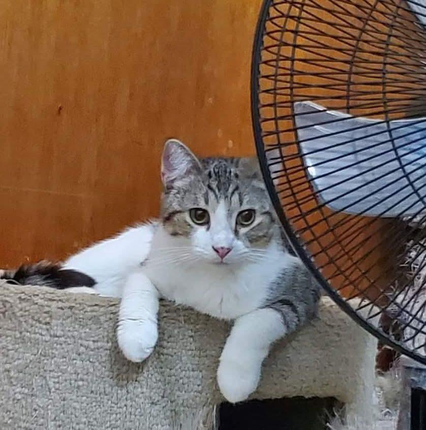 Enlarge Channing, a Adoptable Domestic Short Hair in Sioux City, IA image 1/4