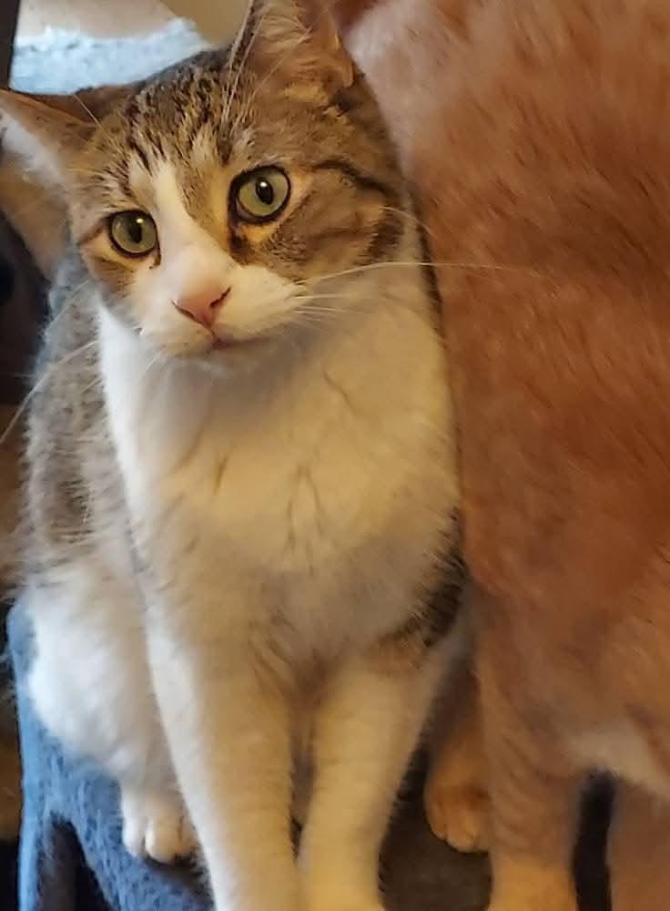 Enlarge Channing, a Adoptable Domestic Short Hair in Sioux City, IA image 2/4
