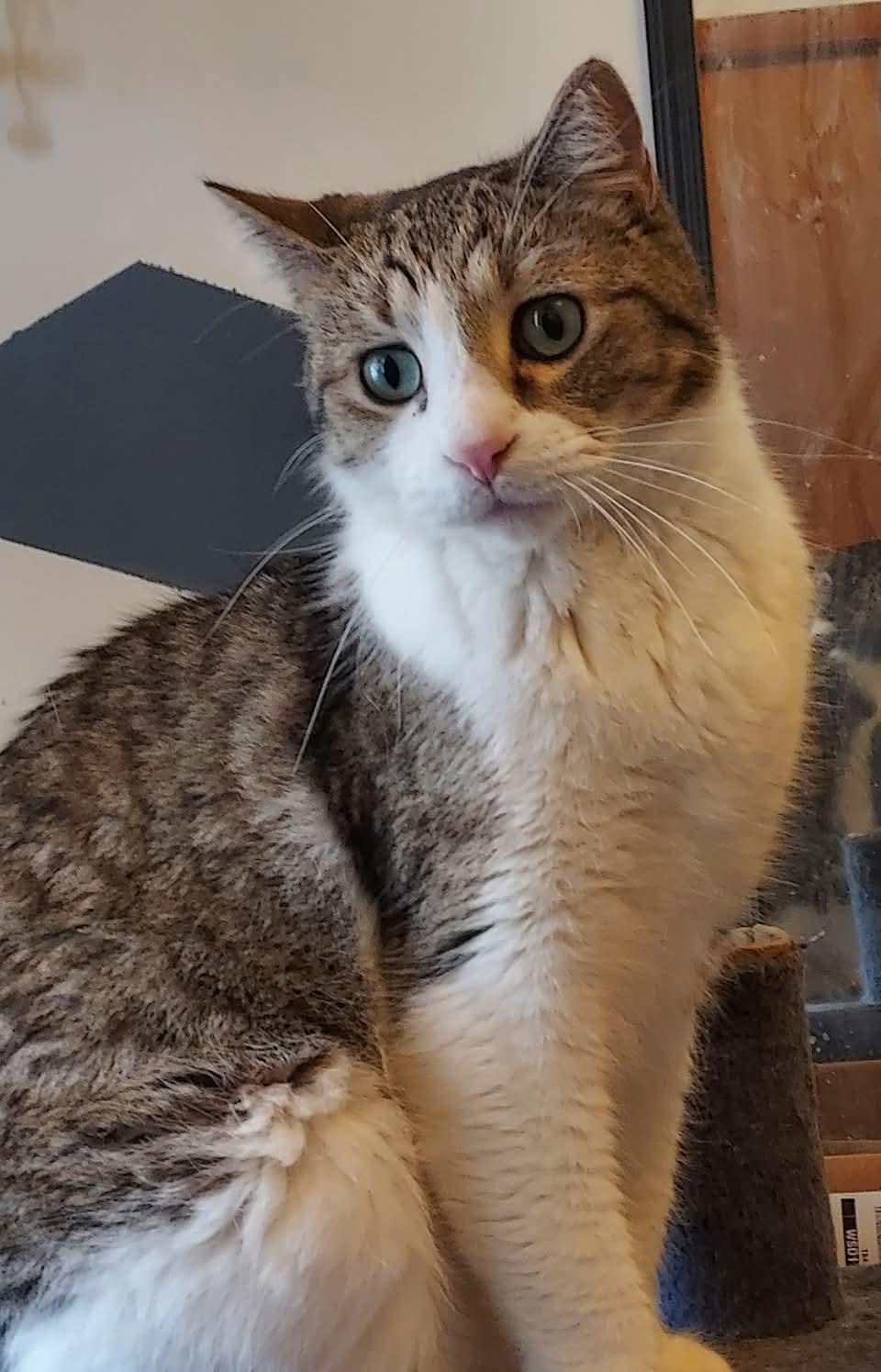 Enlarge Channing, a Adoptable Domestic Short Hair in Sioux City, IA image 3/4