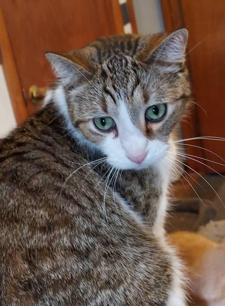 Enlarge Channing, a Adoptable Domestic Short Hair in Sioux City, IA image 4/4