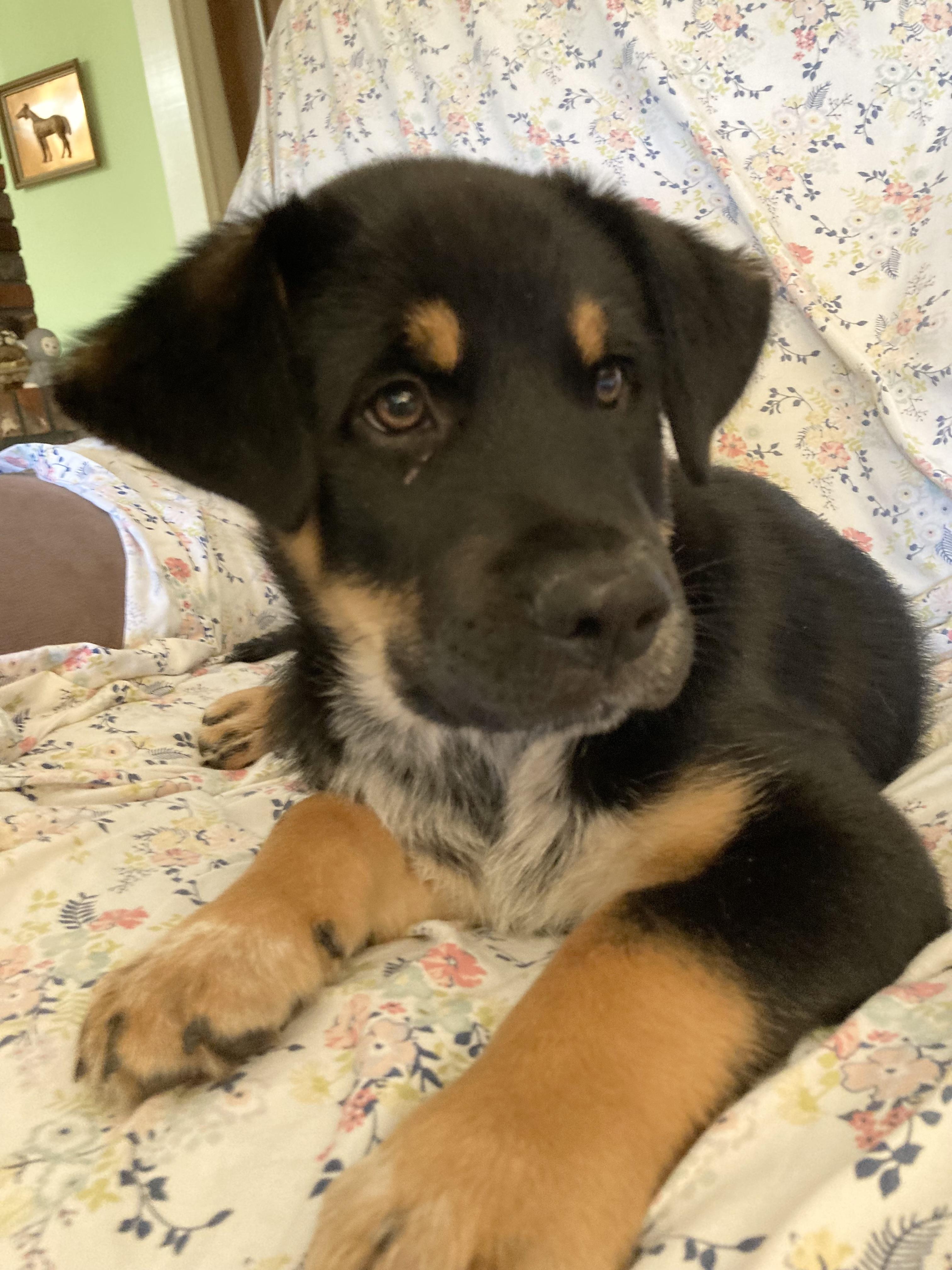 ROCKY, Adopted, Puppy Male Rottweiler & Mixed Breed.