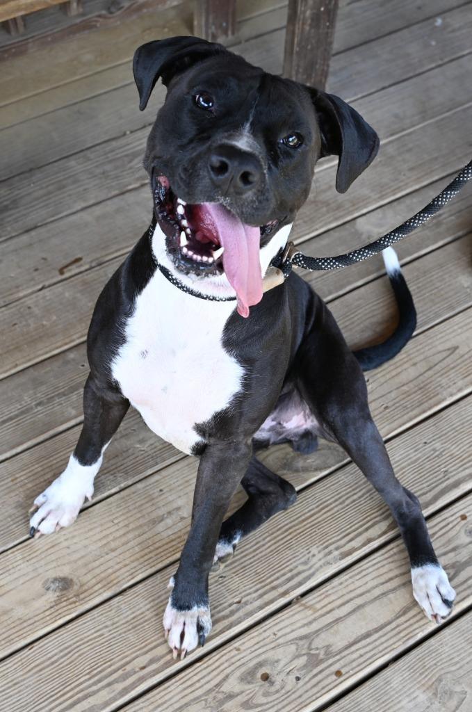 Enlarge Axis, a Adoptable mixed breed in Christiansburg, VA image 1/2
