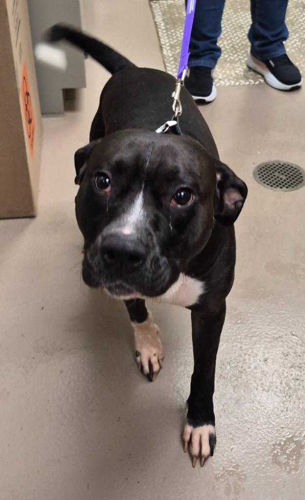 Enlarge Axis, a Adoptable mixed breed in Christiansburg, VA image 2/2