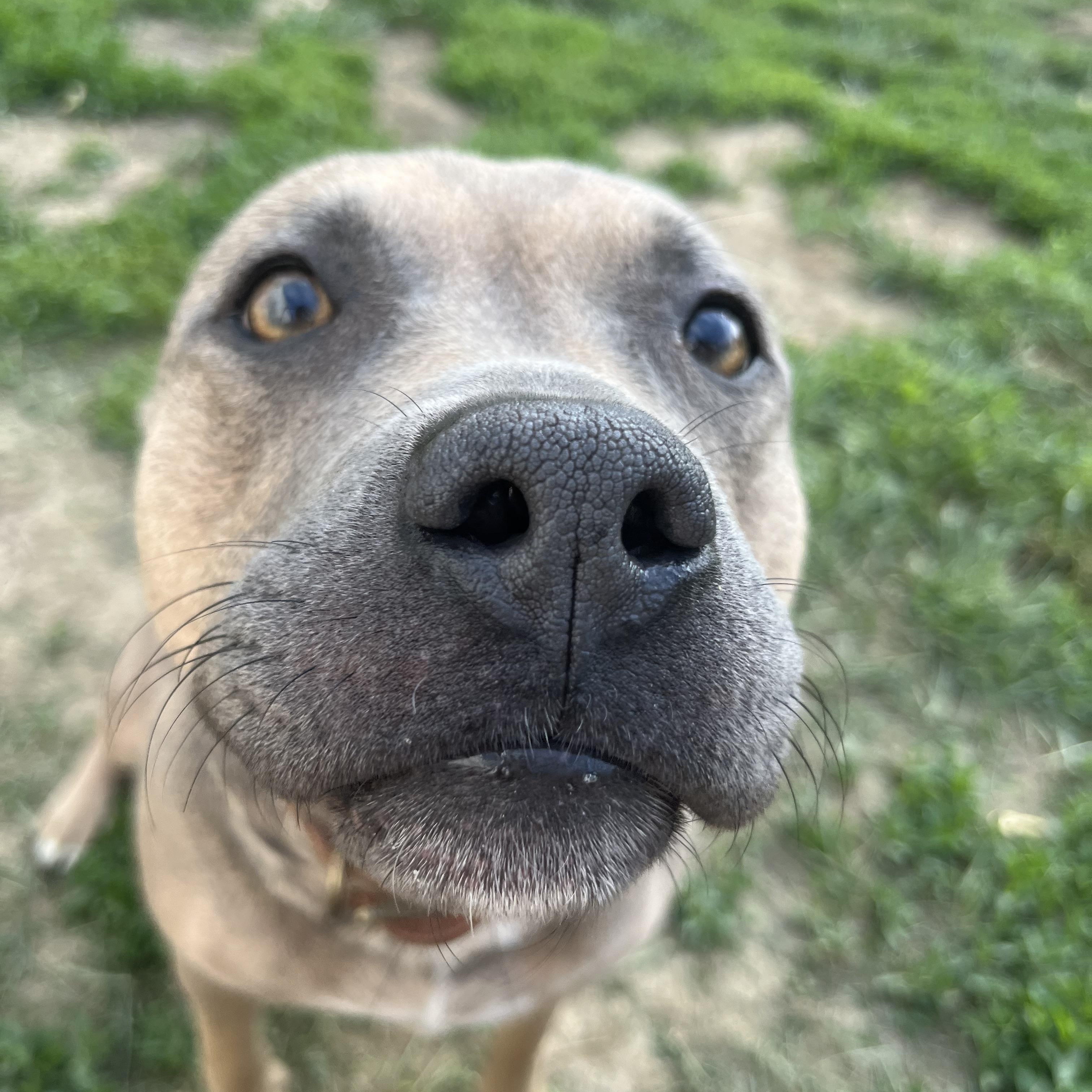 Samoa (Foster Needed)