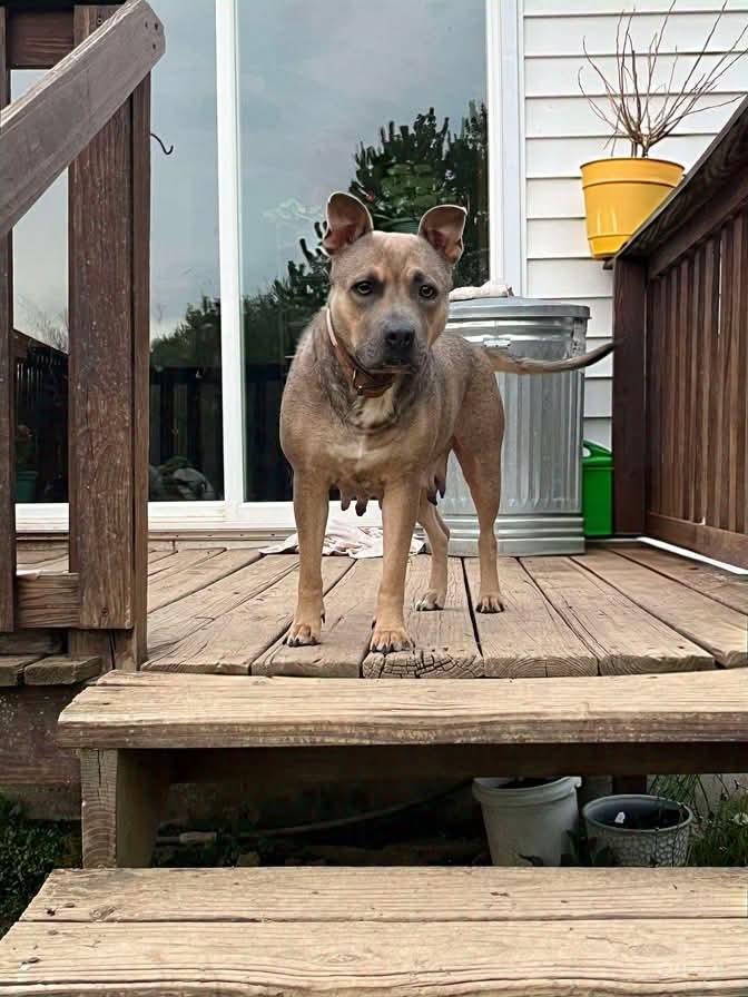 Samoa (Foster Needed)