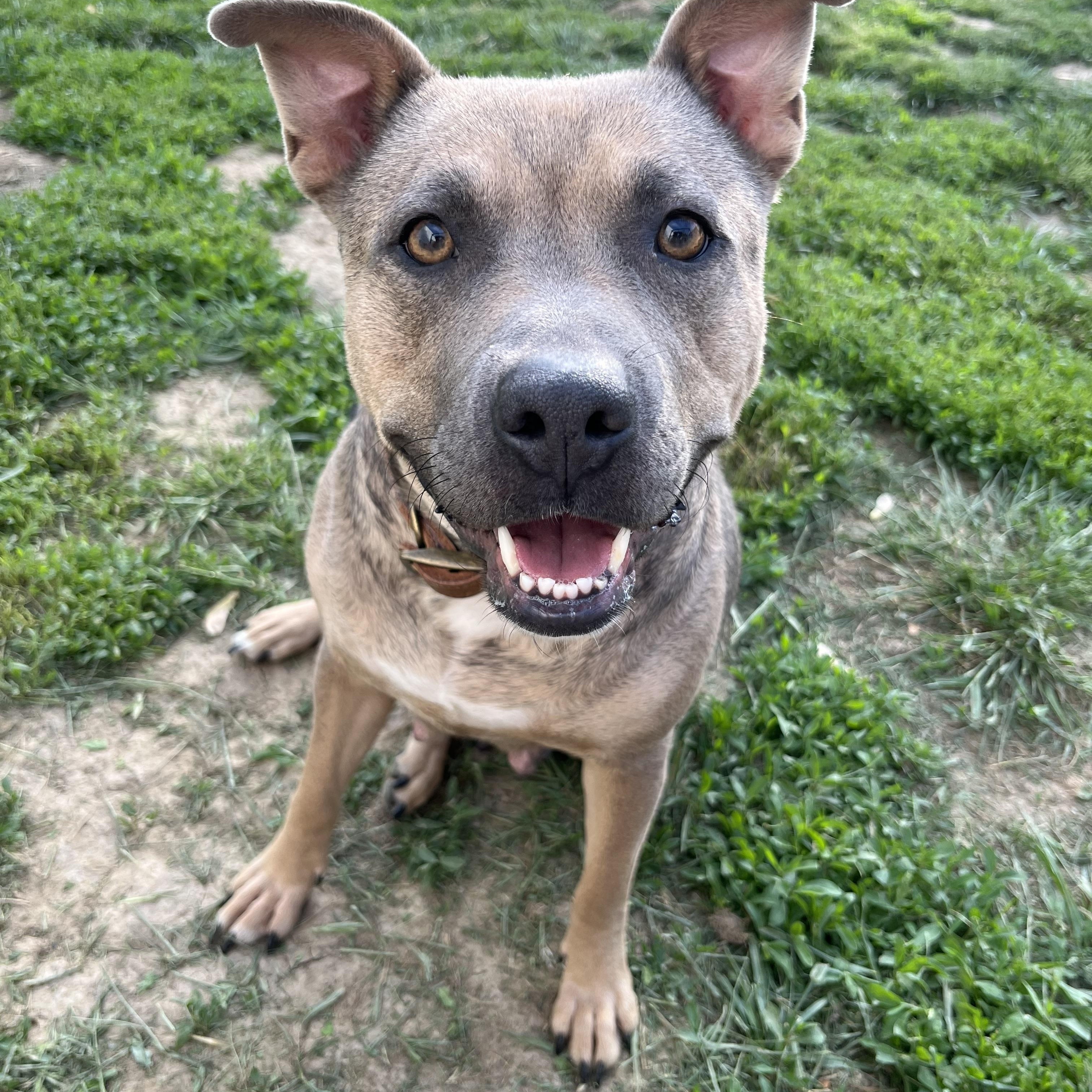 Samoa (Foster Needed)