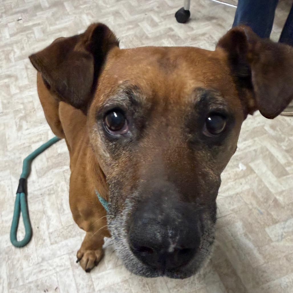 Chase, a Adoptable mixed breed in Mount Shasta, CA image 1/6