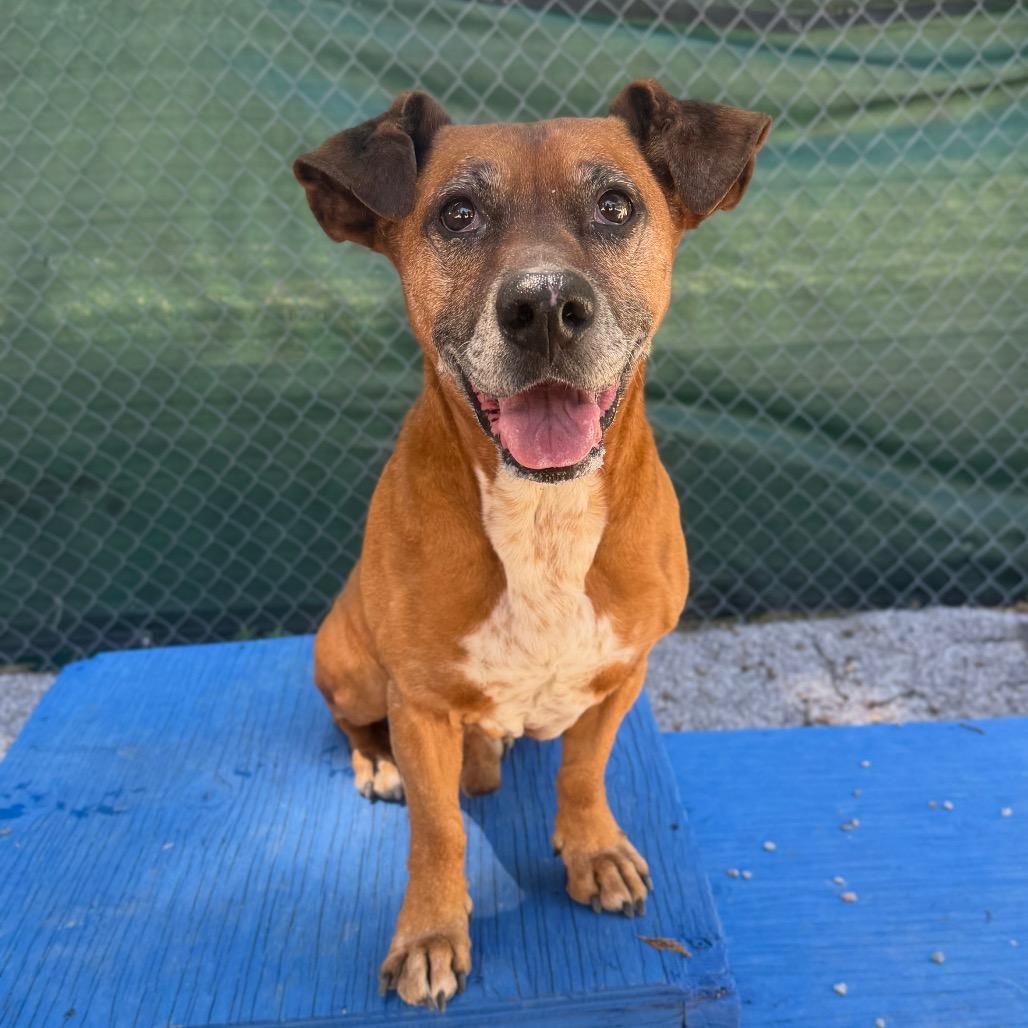Chase, a Adoptable mixed breed in Mount Shasta, CA image 2/6