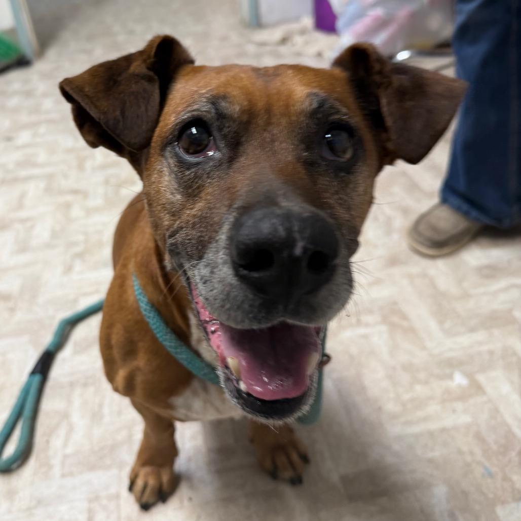Chase, a Adoptable mixed breed in Mount Shasta, CA image 3/6