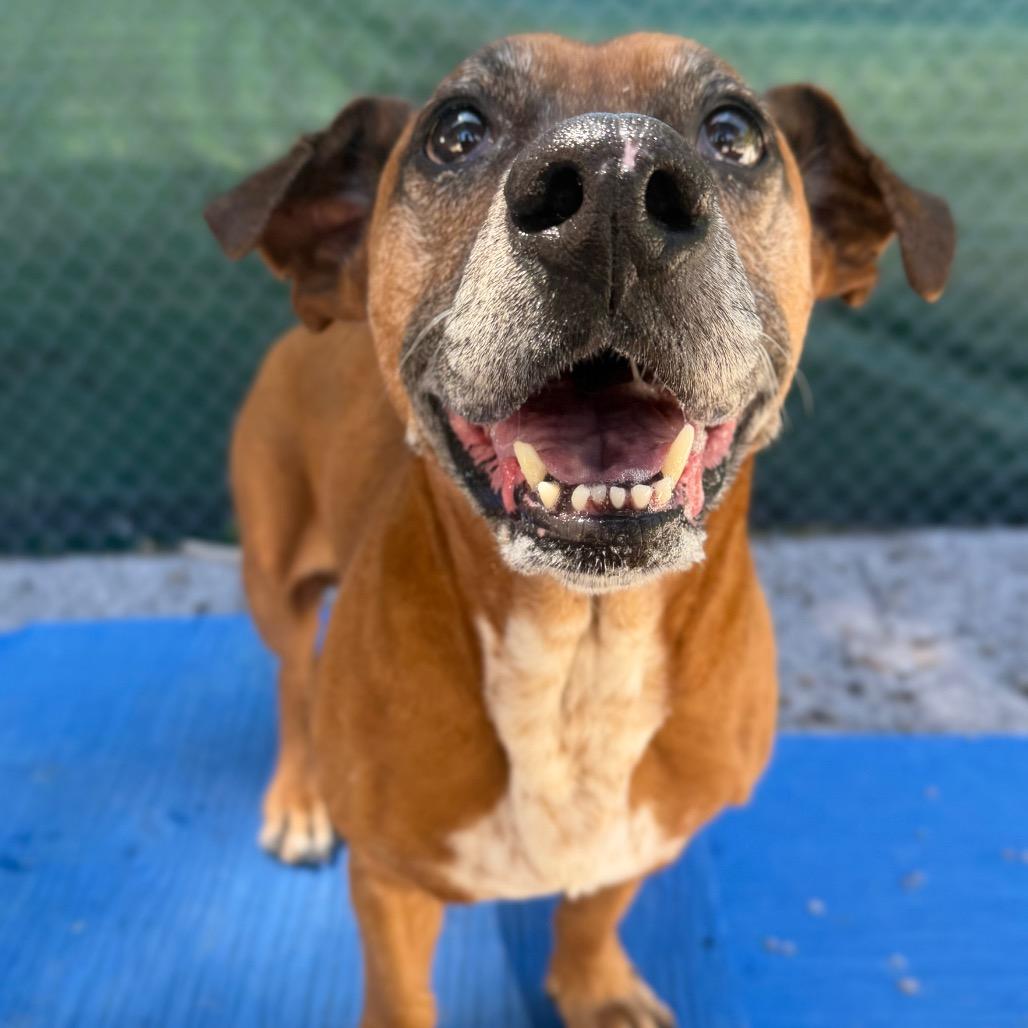 Chase, a Adoptable mixed breed in Mount Shasta, CA image 4/6