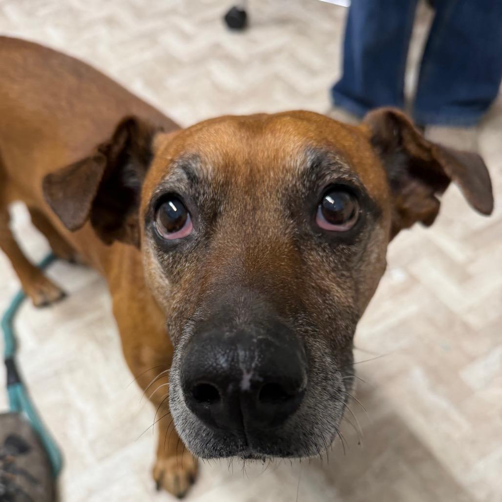 Chase, a Adoptable mixed breed in Mount Shasta, CA image 5/6