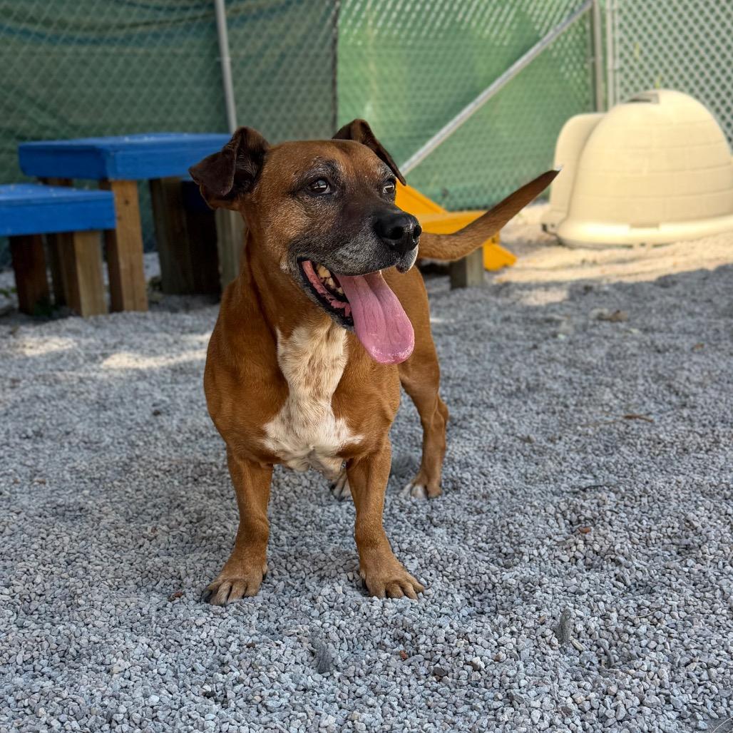 Chase, a Adoptable mixed breed in Mount Shasta, CA image 6/6