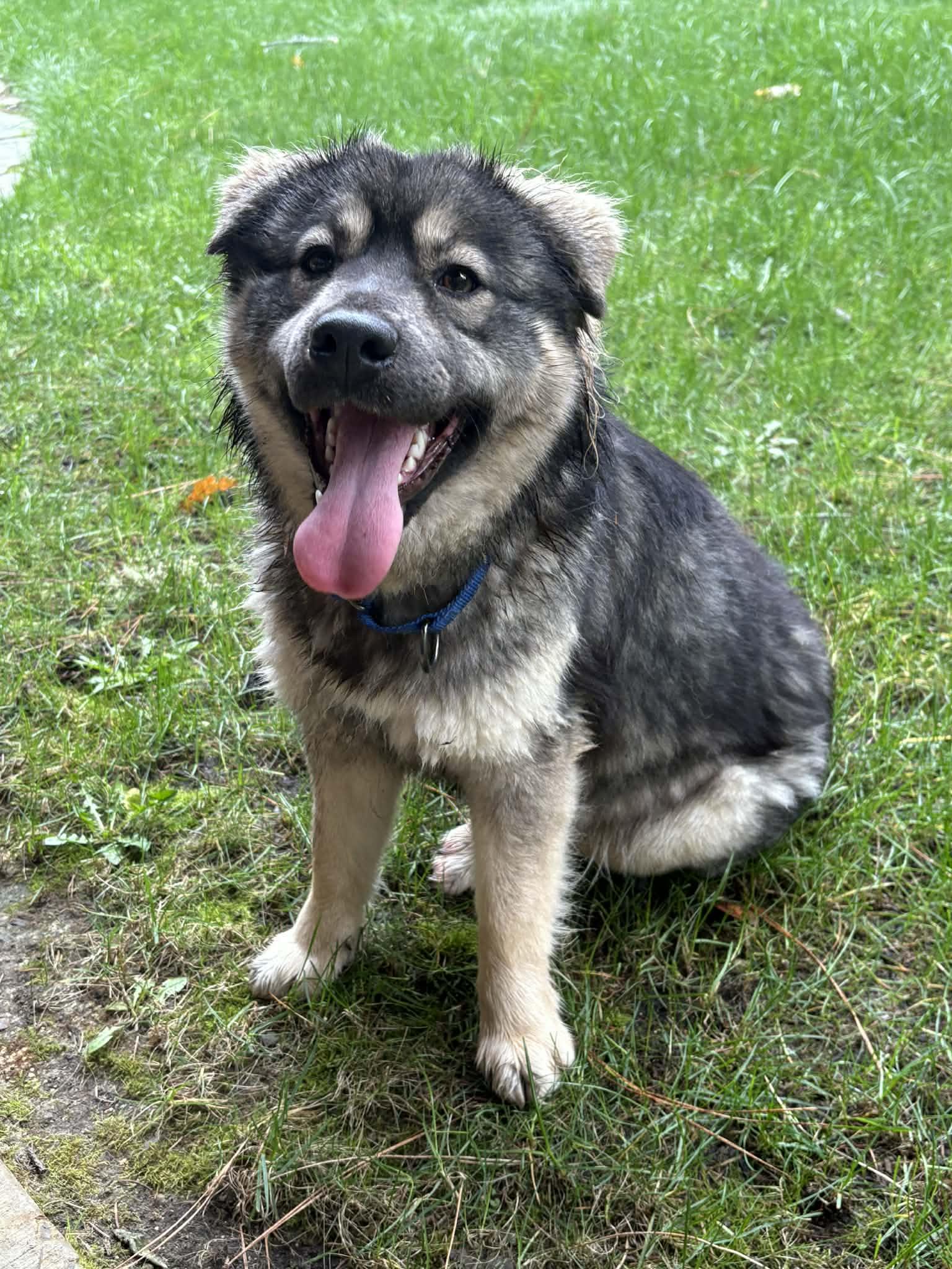 Enlarge Sloopy, an adopted mixed breed in Grants Pass, OR image 5/6