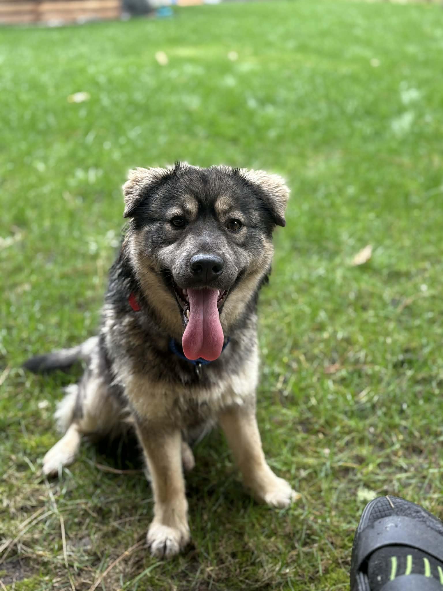 Enlarge Sloopy, an adopted mixed breed in Grants Pass, OR image 6/6