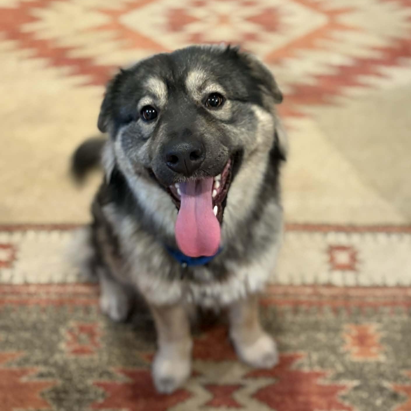 Enlarge Sloopy, an adopted mixed breed in Grants Pass, OR image 1/6