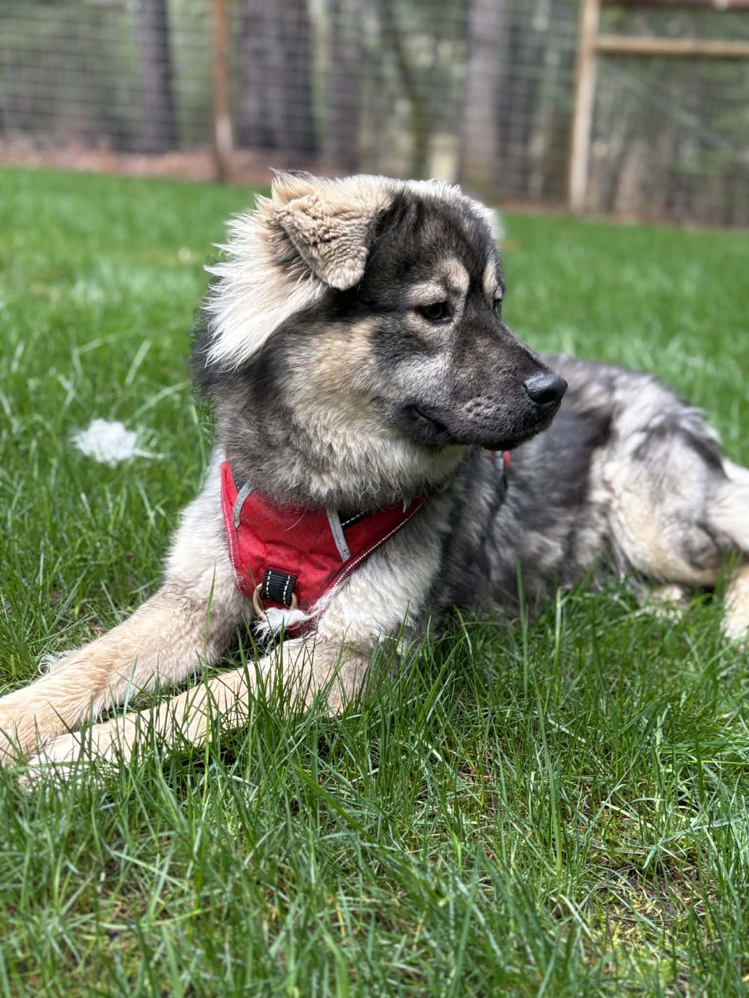 Enlarge Sloopy, an adopted mixed breed in Grants Pass, OR image 2/6