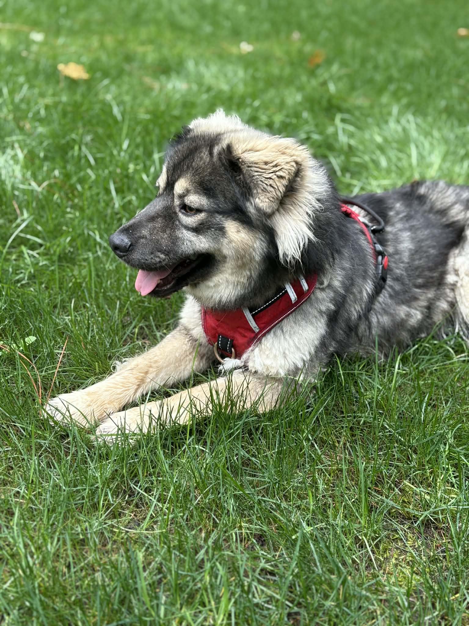 Enlarge Sloopy, an adopted mixed breed in Grants Pass, OR image 3/6