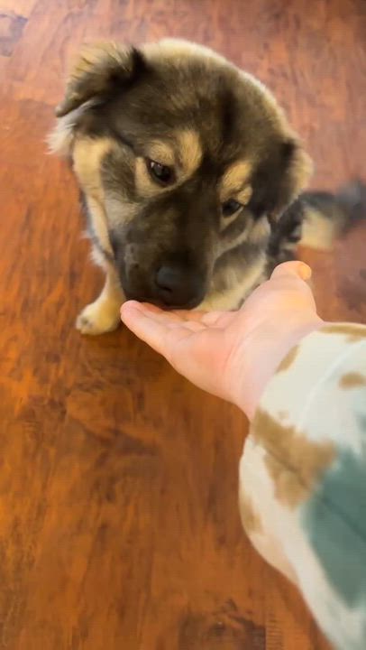 Enlarge Sloopy, an adopted mixed breed in Grants Pass, OR video 4/6