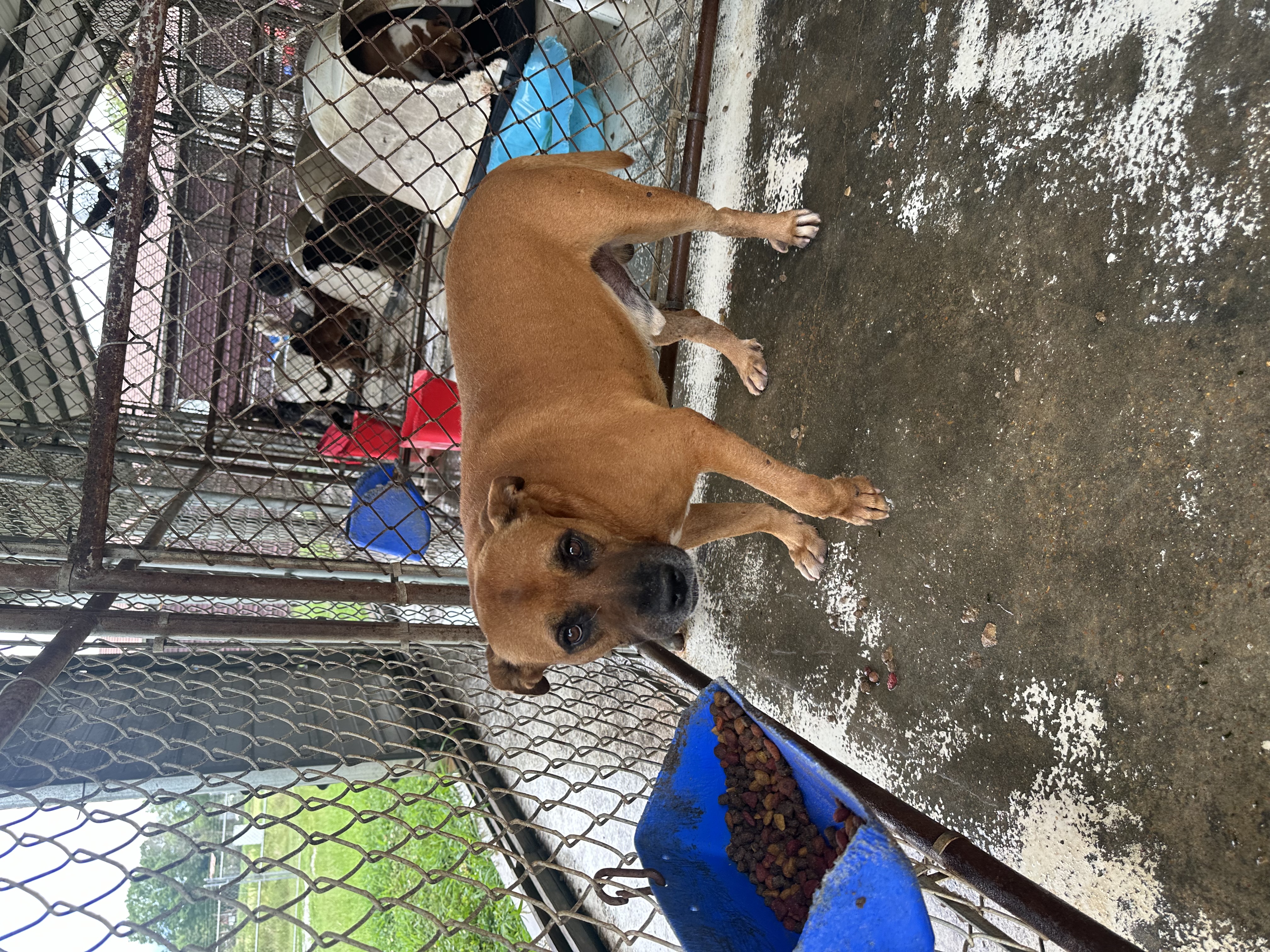 Enlarge Bo Pete, a Adoptable Boxer in Bruce, MS image 1/1