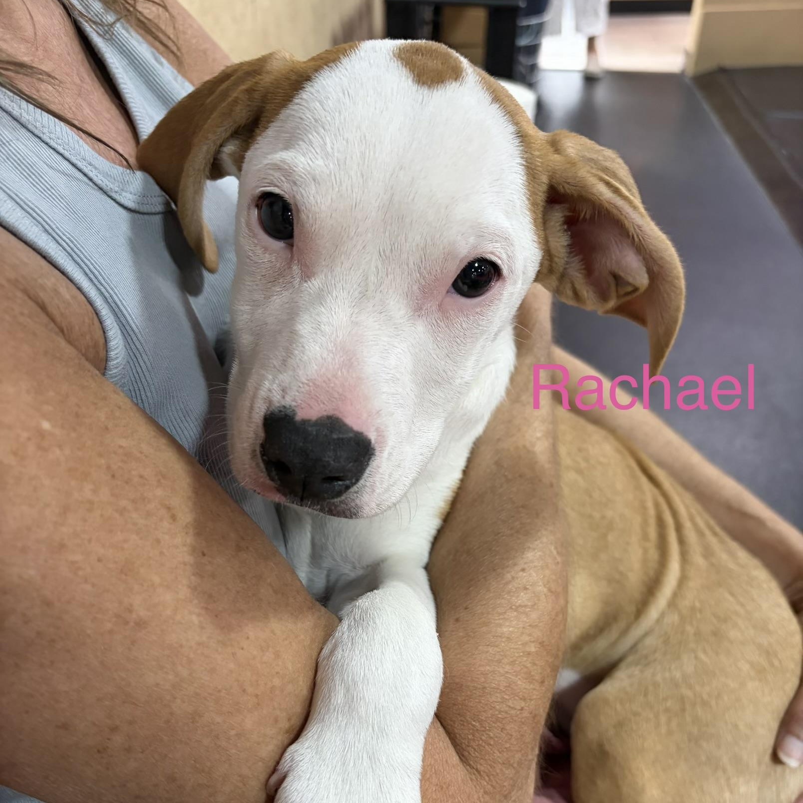 Rachael, Adoptable, Puppy Female Mixed Breed.