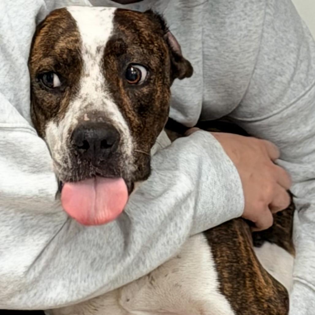 Enlarge Jamie, a Adoptable mixed breed in Horn Lake, MS image 1/1