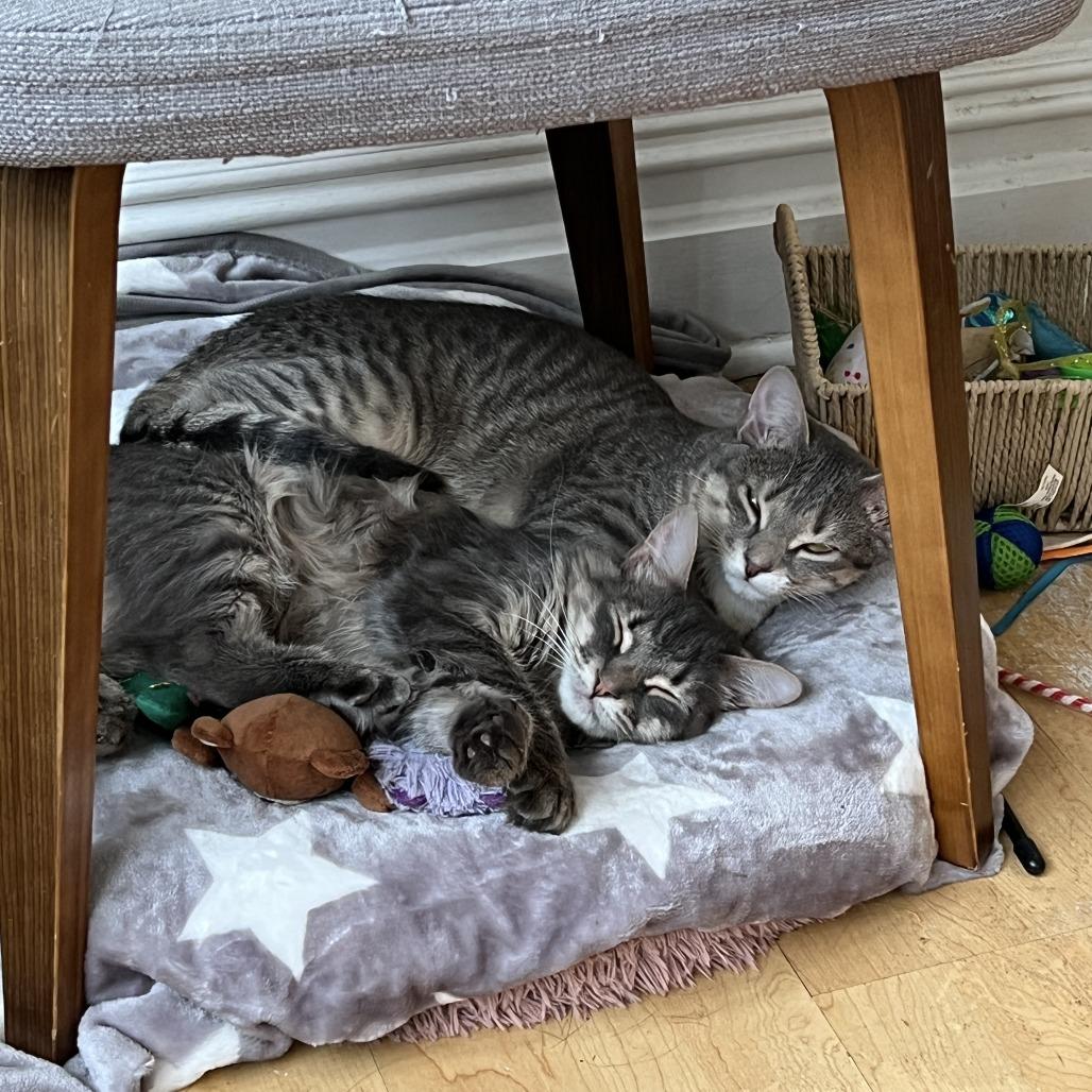 Enlarge Yasmin, a Adoptable Domestic Long Hair in Middle Village, NY image 1/6