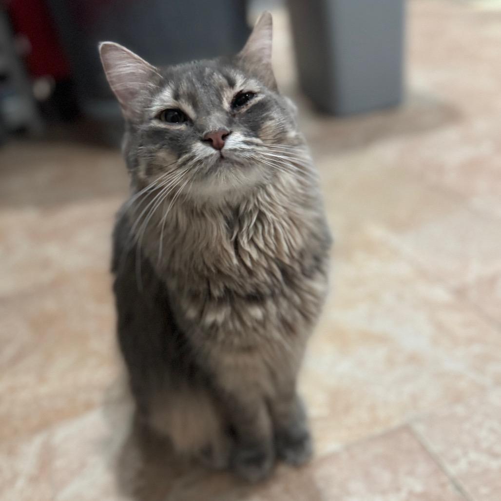 Enlarge Yasmin, a Adoptable Domestic Long Hair in Middle Village, NY image 2/6