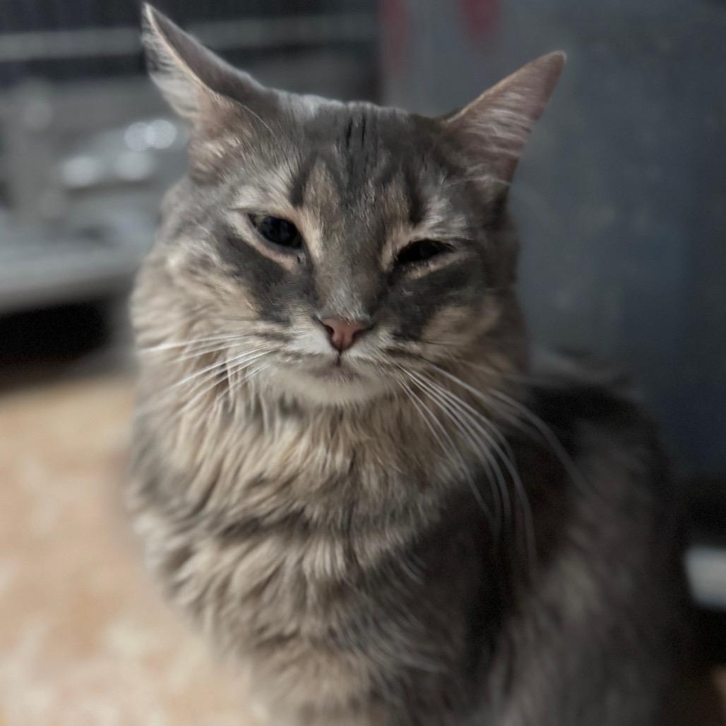 Enlarge Yasmin, a Adoptable Domestic Long Hair in Middle Village, NY image 3/6