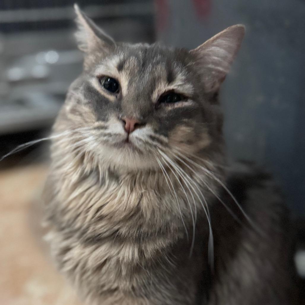 Enlarge Yasmin, a Adoptable Domestic Long Hair in Middle Village, NY image 4/6