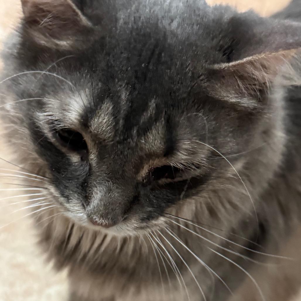 Enlarge Yasmin, a Adoptable Domestic Long Hair in Middle Village, NY image 4/6