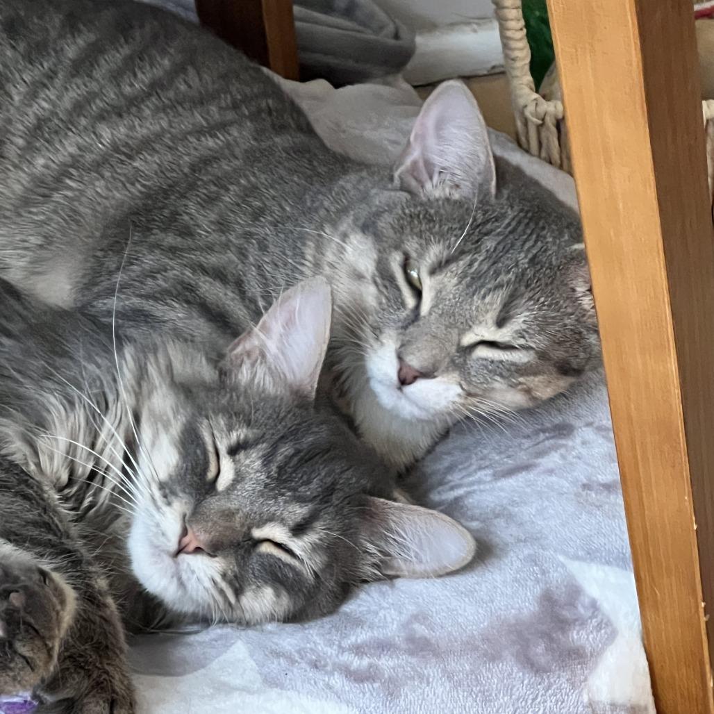 Enlarge Yasmin, a Adoptable Domestic Long Hair in Middle Village, NY image 5/6