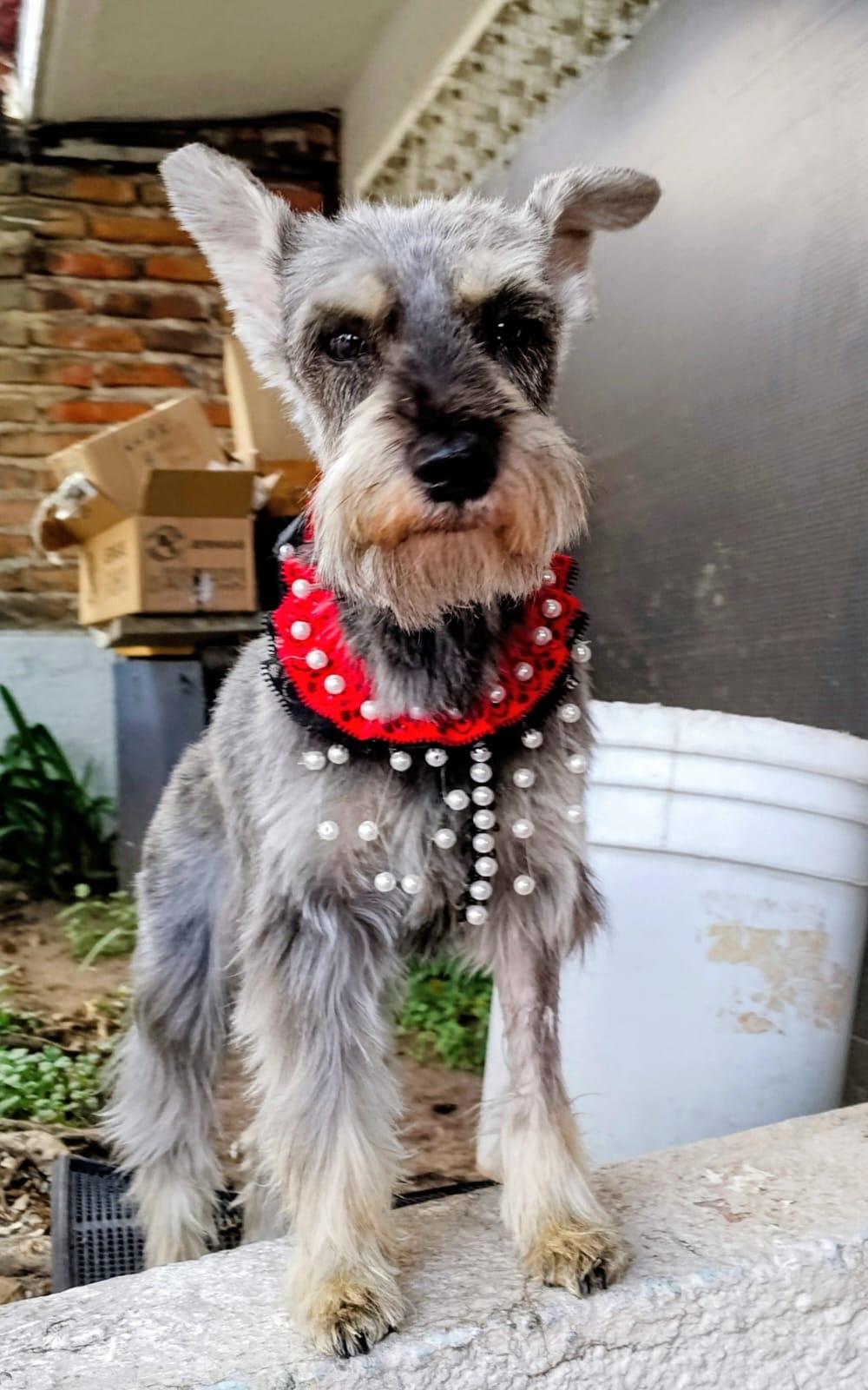 Enlarge Valentina, an adopted Miniature Schnauzer in Hilton, NY image 1/2