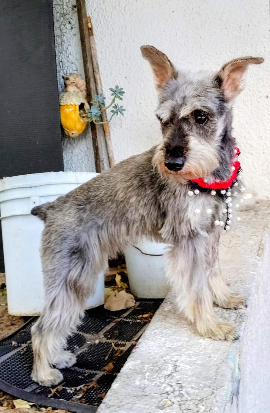 Enlarge Valentina, an adopted Miniature Schnauzer in Hilton, NY image 2/2