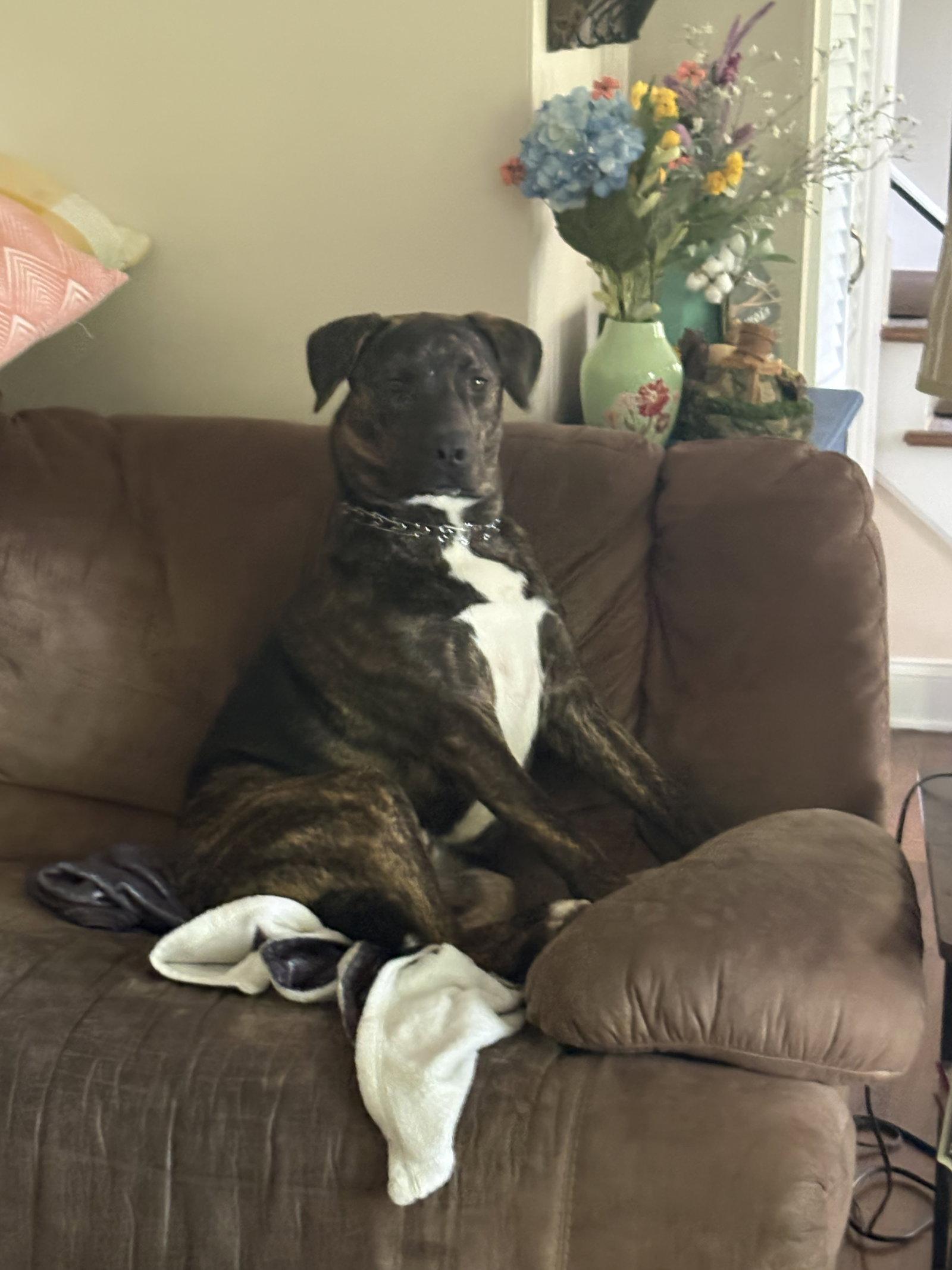 Enlarge Tucker, a Adoptable mixed breed in Spring Lake, NJ image 2/3