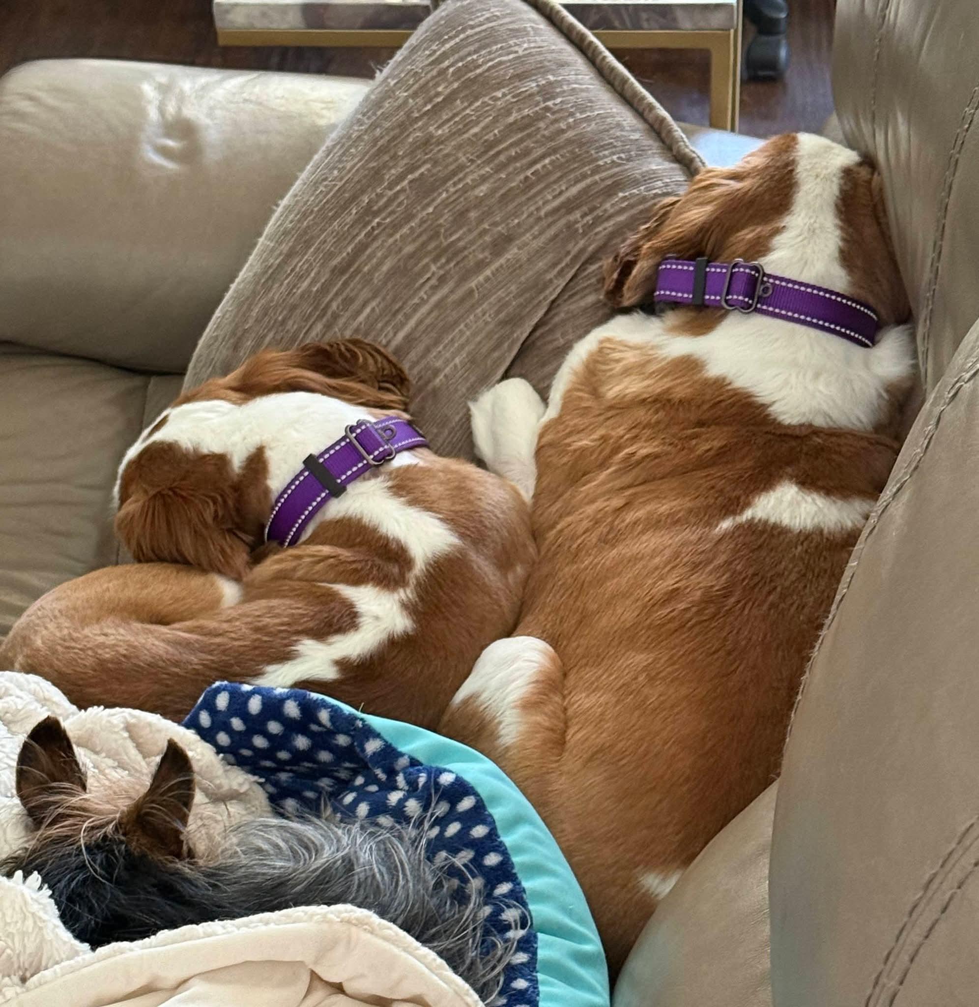 Enlarge Copper and Luca, a ADOPTABLE Cavalier King Charles Spaniel in Spring, TX image 4/4