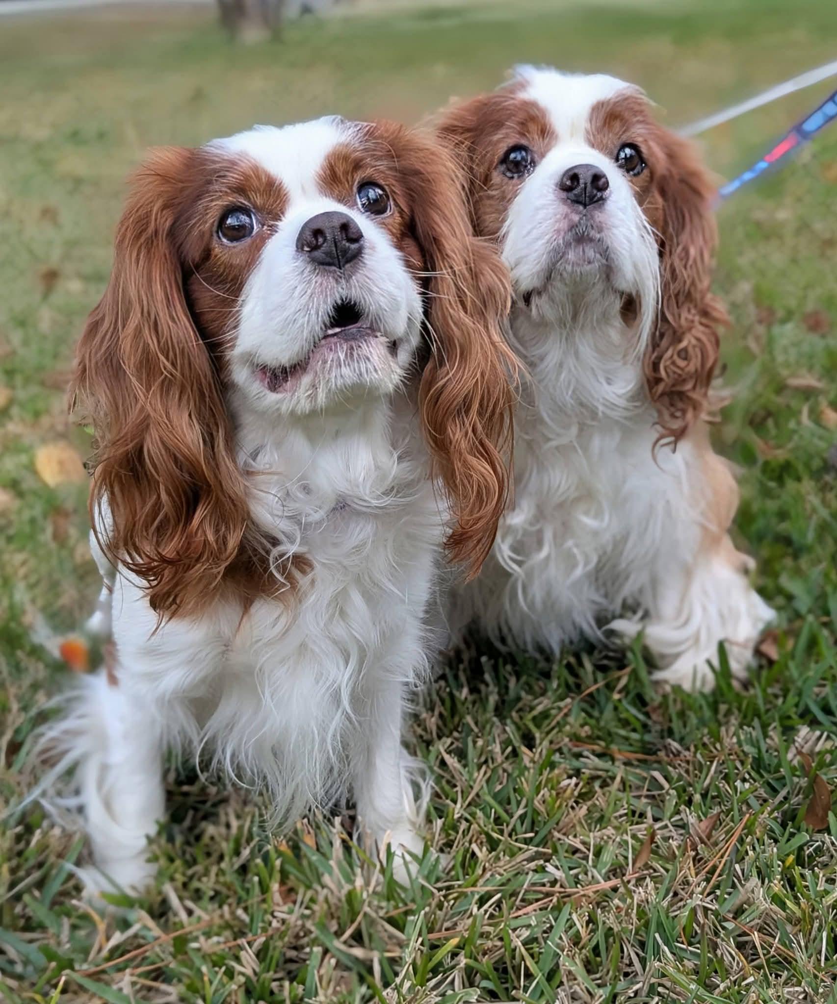 Copper and Luca, ADOPTABLE, Adult Male Cavalier King Charles Spaniel.
