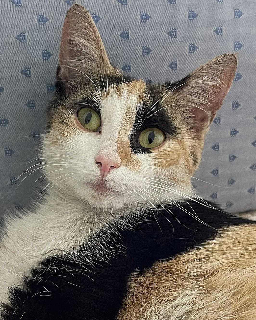 Sweetiefur, a Adoptable mixed breed in Culpeper, VA image 2/6