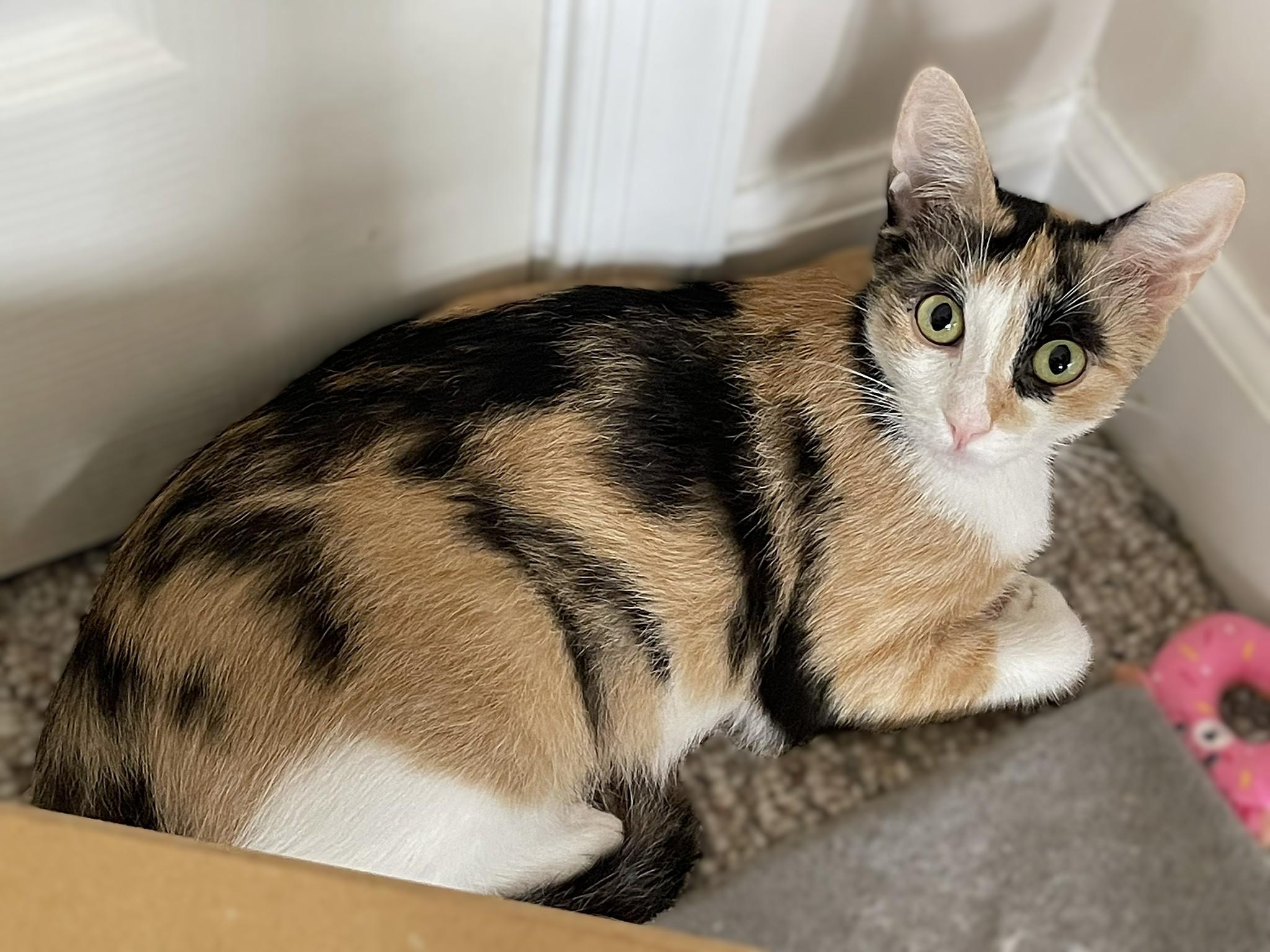 Sweetiefur, a Adoptable mixed breed in Culpeper, VA image 4/6