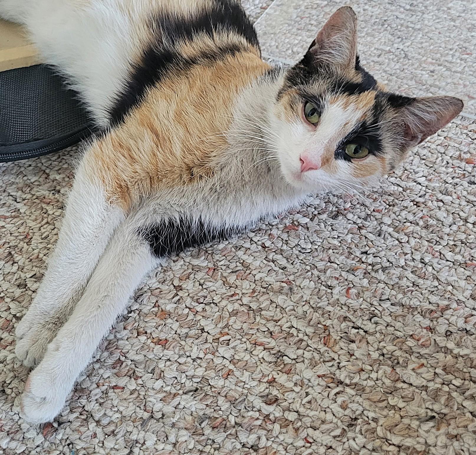 Sweetiefur, a Adoptable mixed breed in Culpeper, VA image 5/6