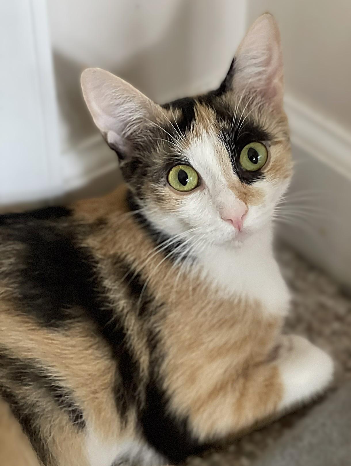 Sweetiefur, a Adoptable mixed breed in Culpeper, VA image 6/6