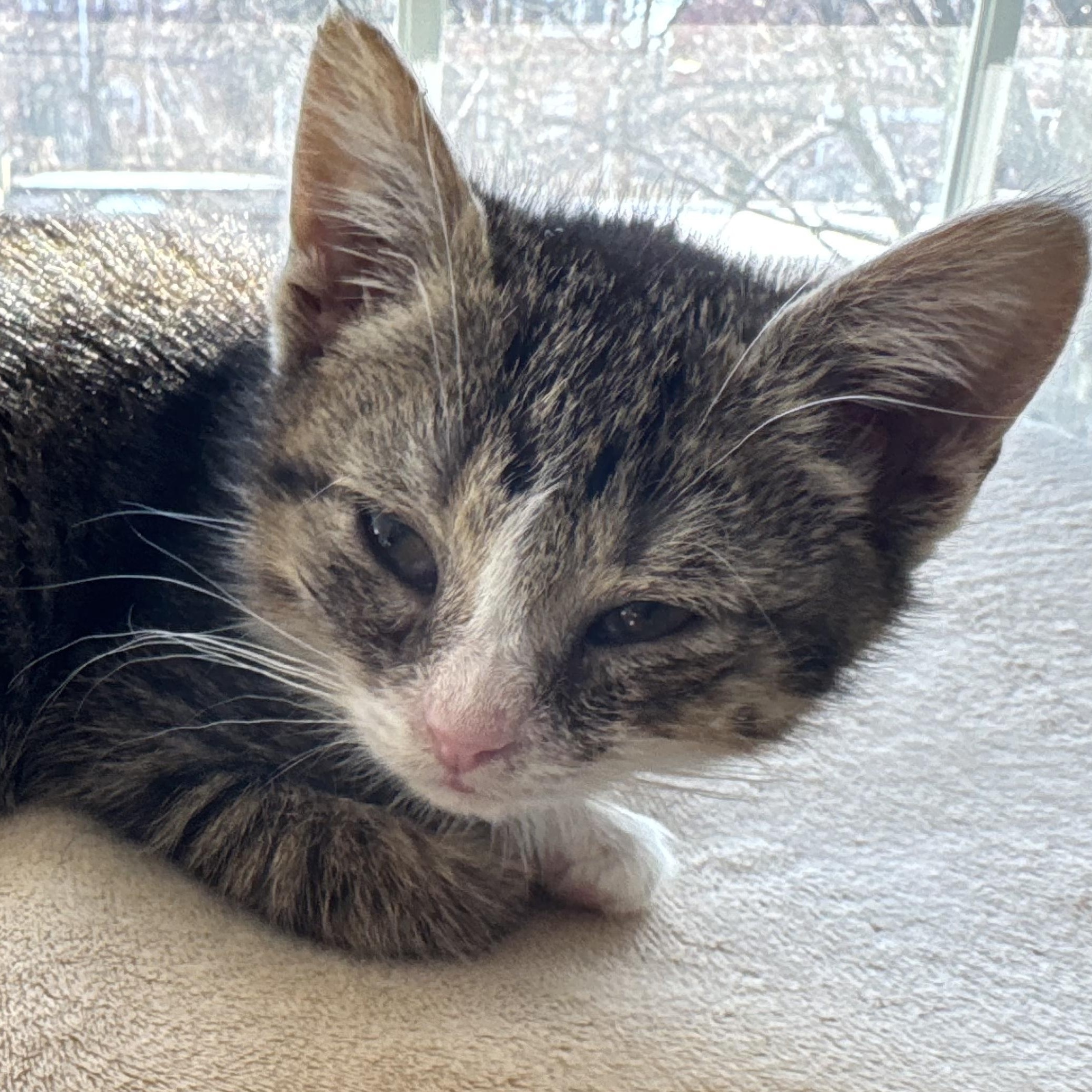 Empanada, a ADOPTABLE mixed breed in Hyattsville, MD image 4/6