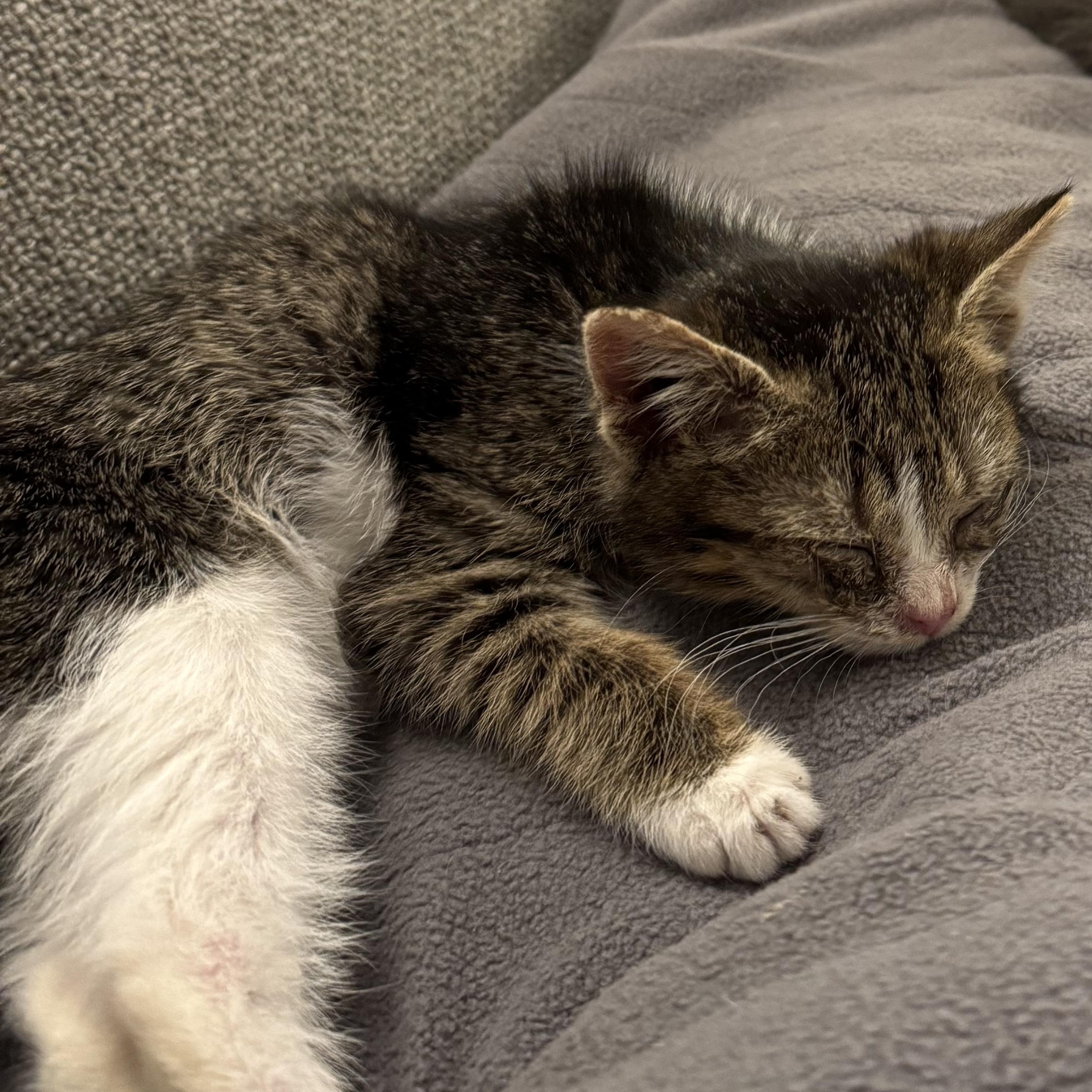 Empanada, a ADOPTABLE mixed breed in Hyattsville, MD image 5/6