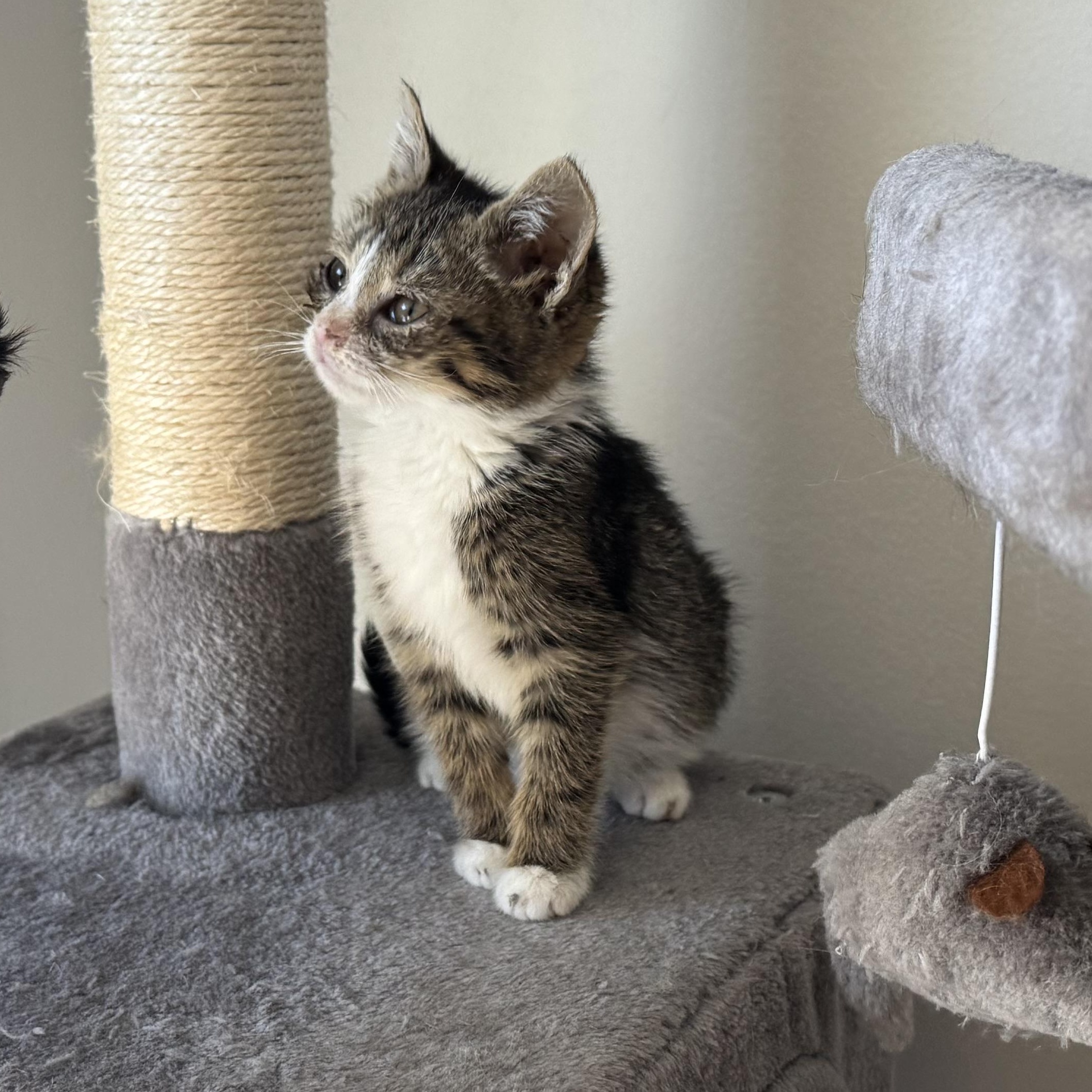 Empanada, a ADOPTABLE mixed breed in Hyattsville, MD image 3/6