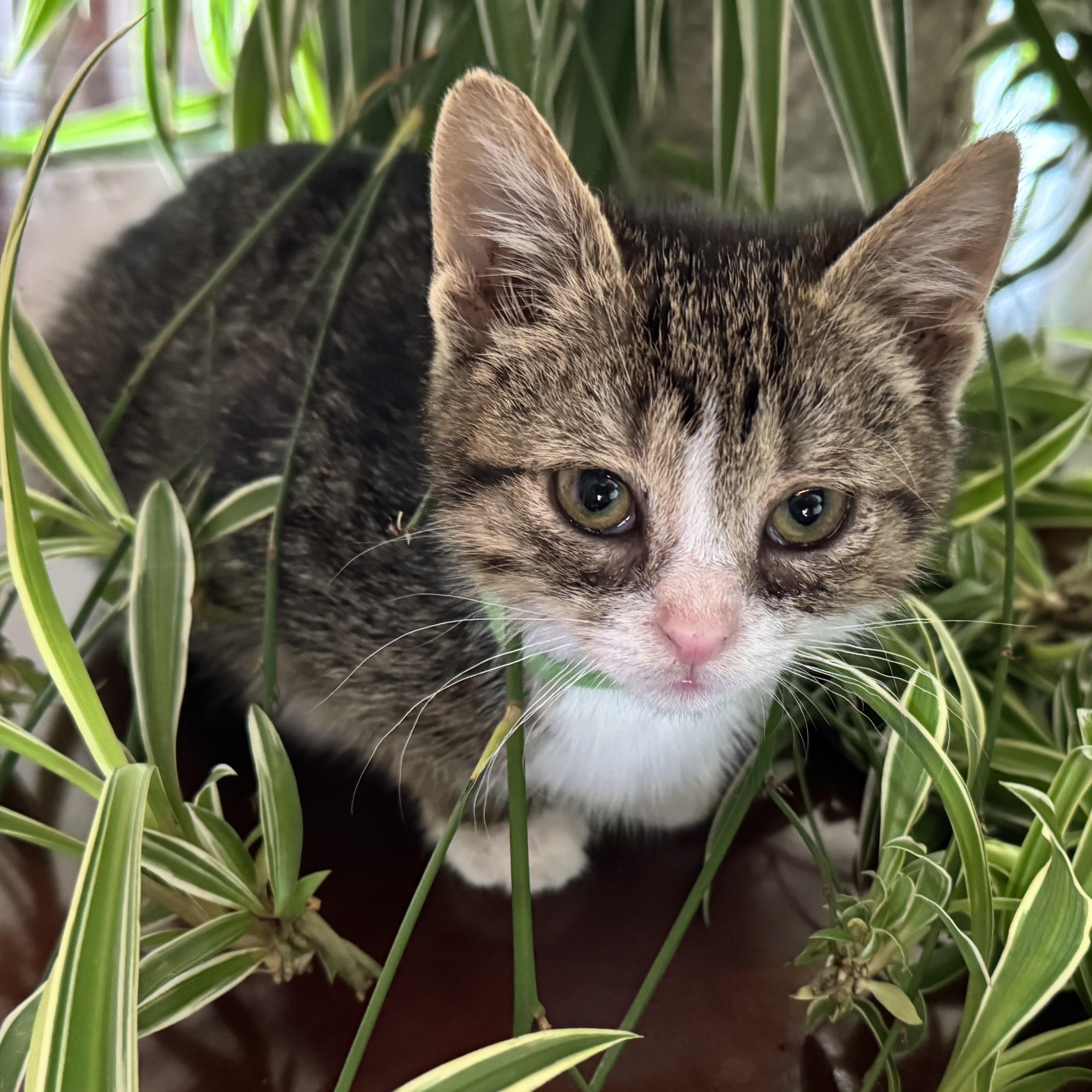 Empanada, a ADOPTABLE mixed breed in Hyattsville, MD image 1/6